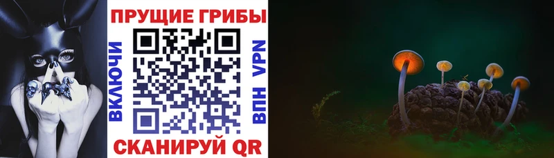 Псилоцибиновые грибы Psilocybe Верхняя Пышма